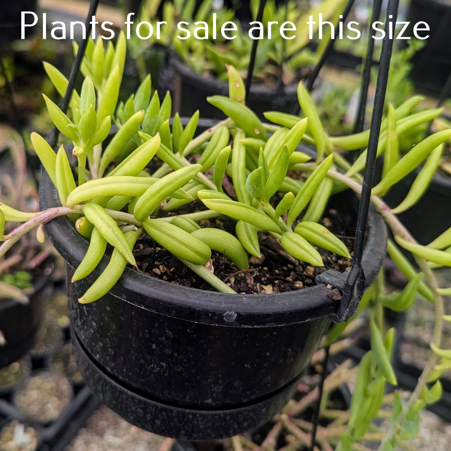 Senecio Radicans | String of Fish Hooks