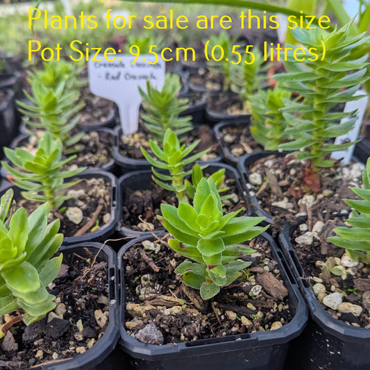 Crassula Coccinea | Red Crassula