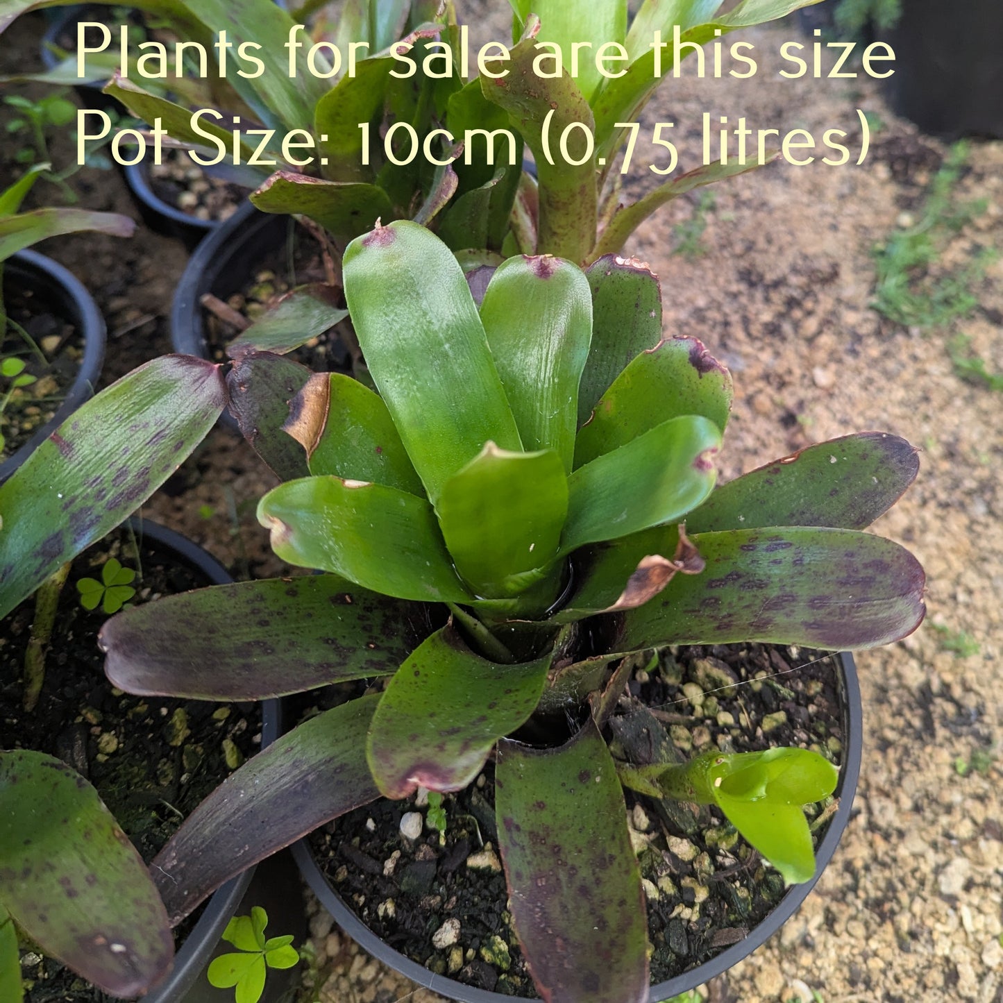 Bromeliad Neoregelia - Fireball x Spines