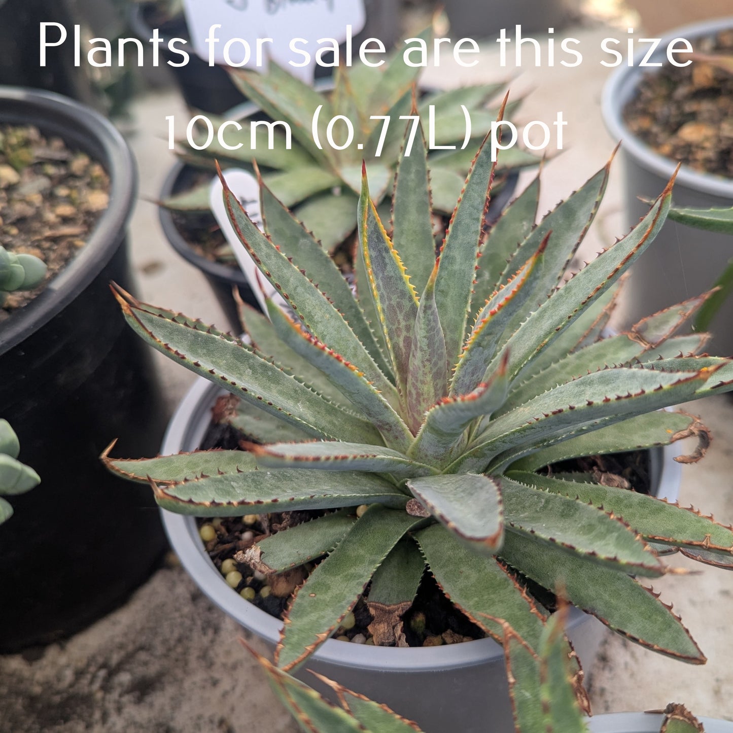 Mangave Bloodspot