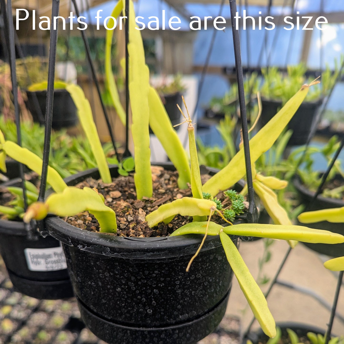 Rhipsalis Paradoxa | Chain Cactus