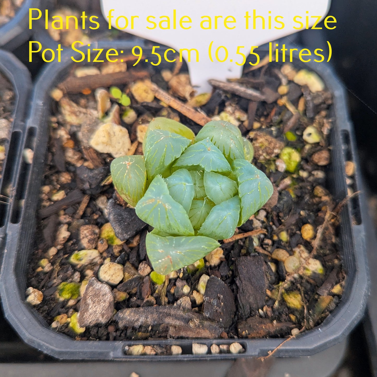 Haworthia Cooperi var. Pilifera