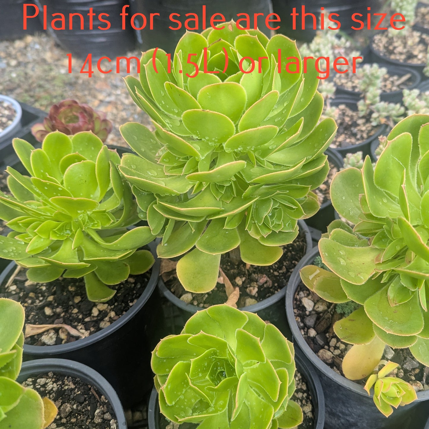 Aeonium Subplanum