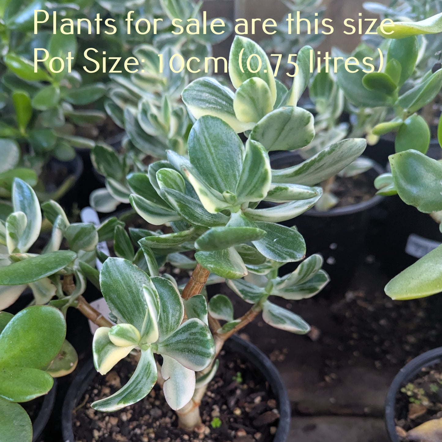 Crassula Ovata Tricolor | Variegated Jade Plant