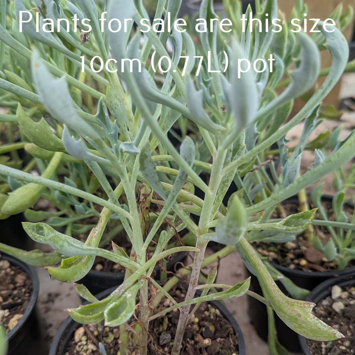 Senecio Kleiniiformis | Spear Head