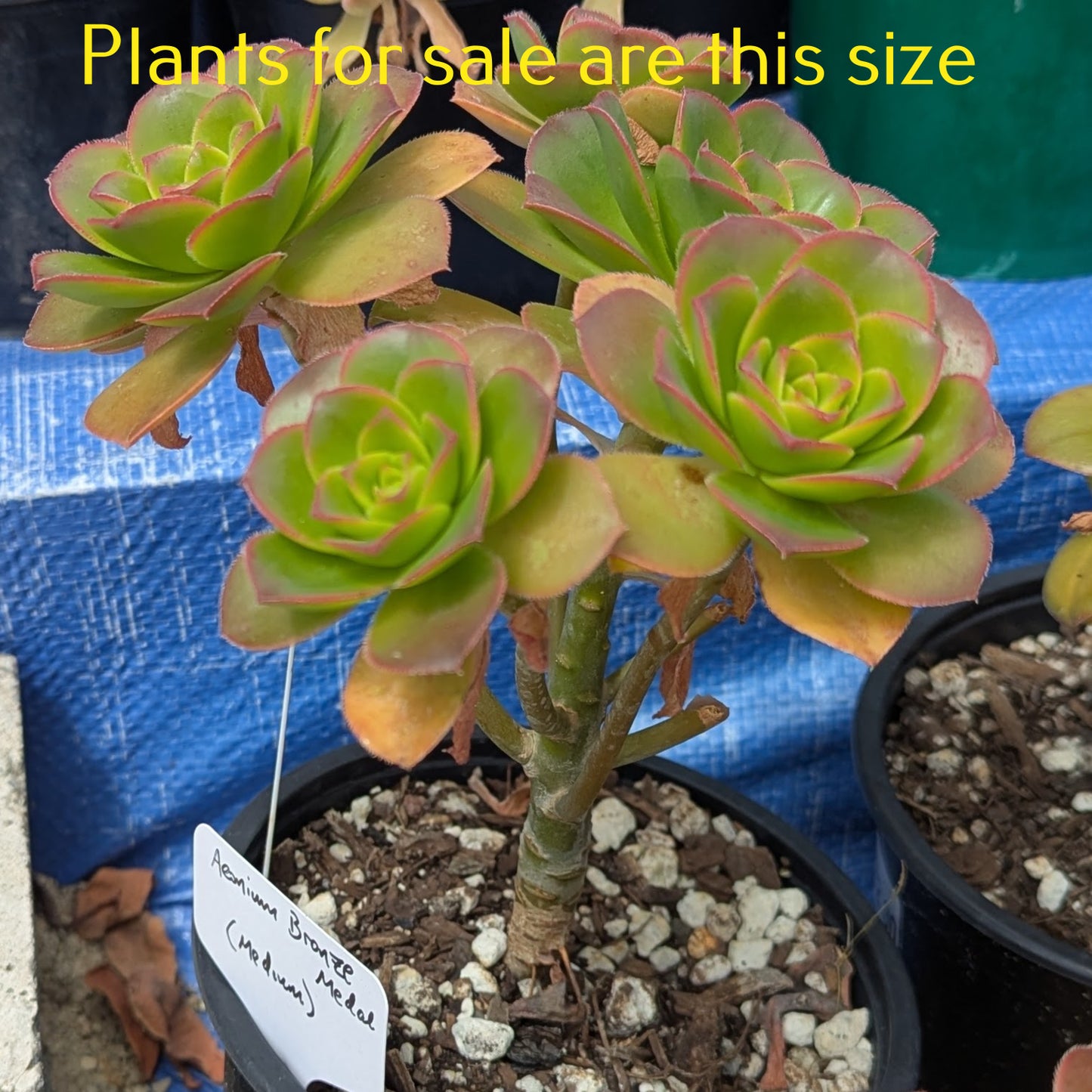 Aeonium Bronze Medal