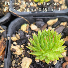 Load image into Gallery viewer, Sempervivum Globiferum | Jovibarba Globifera