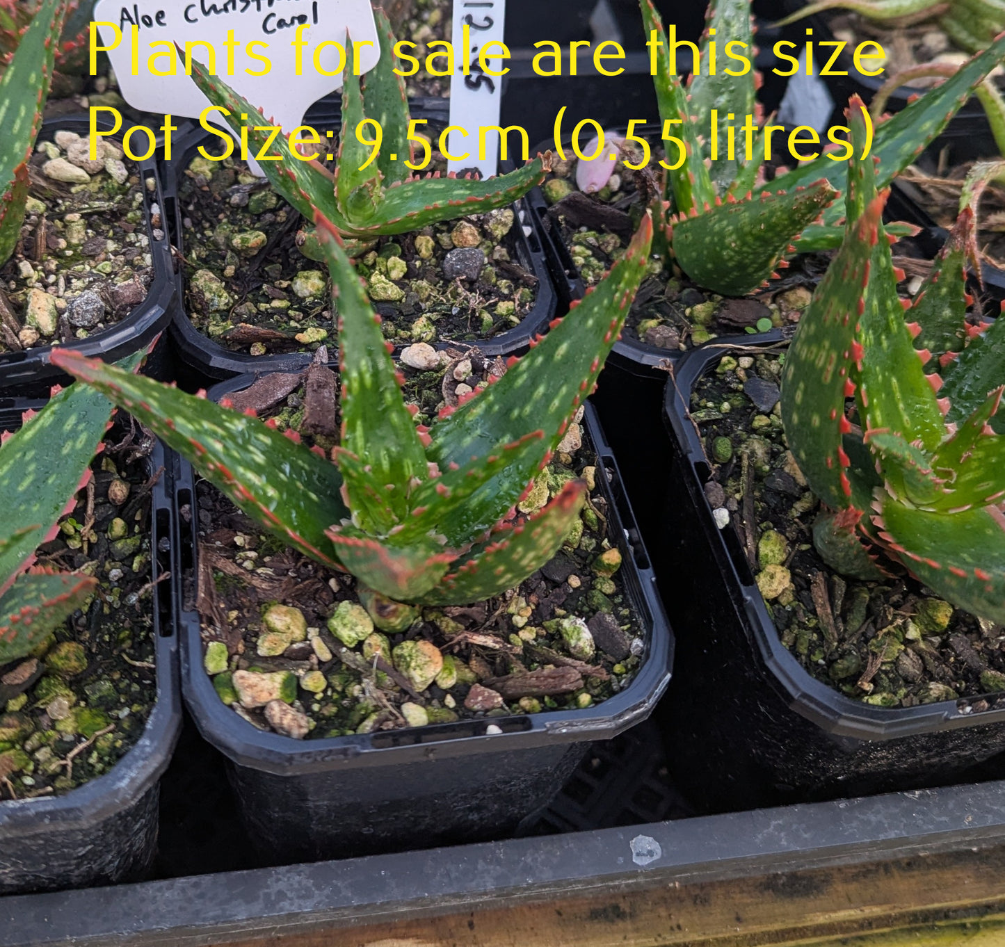 Aloe Christmas Carol