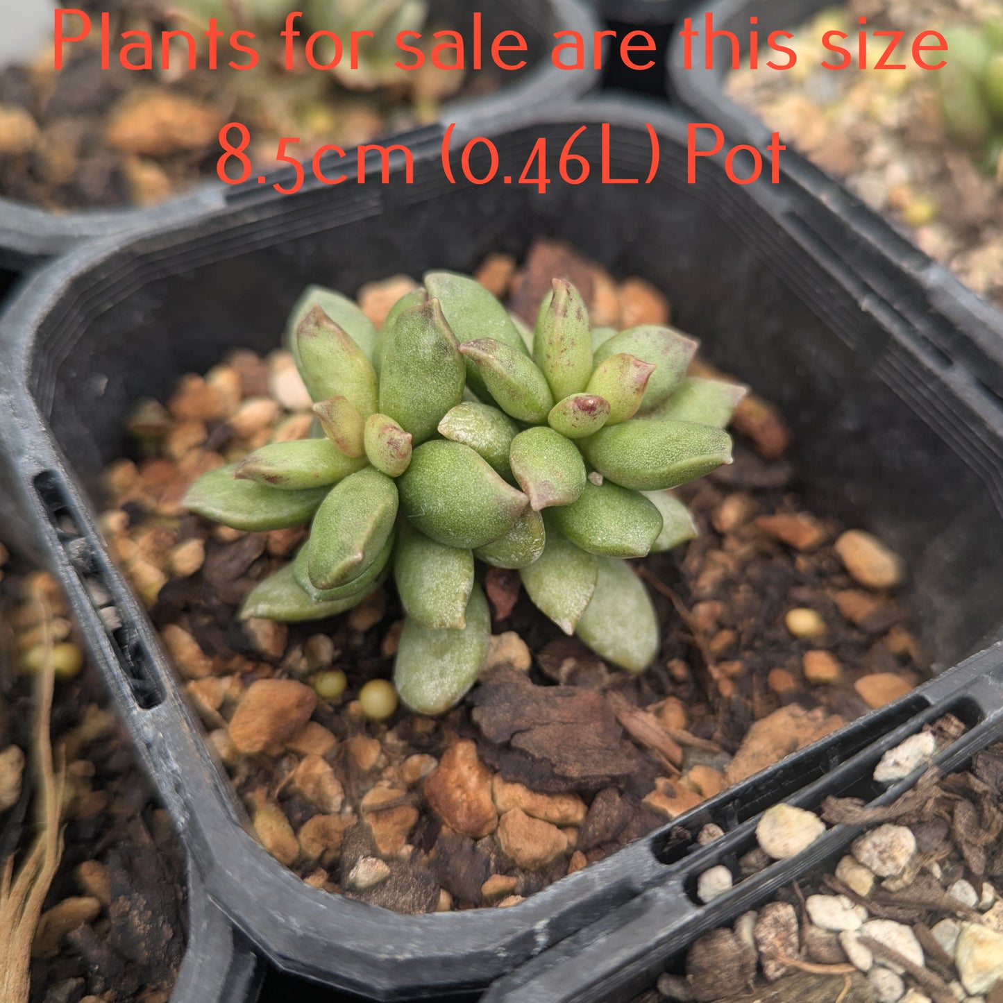 Adromischus Schuldtianus
