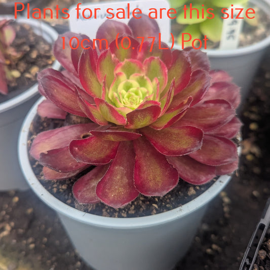 Aeonium Ink Painting