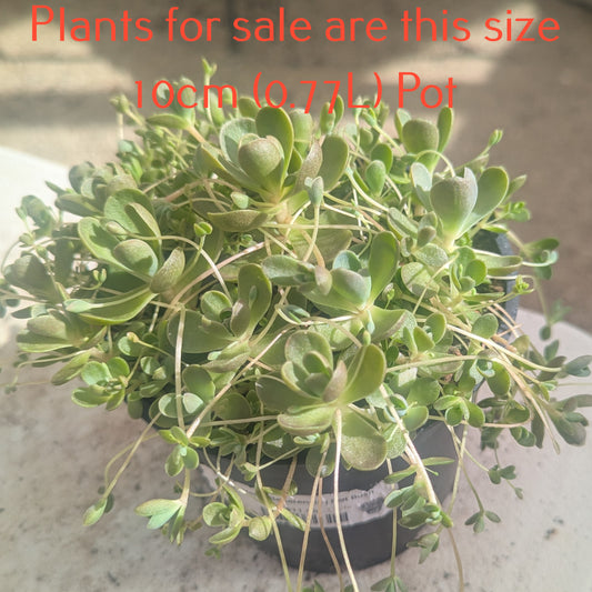 Orostachys Iwarenge | Dunce Cap