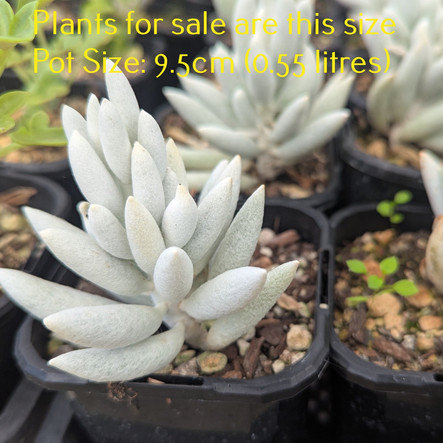 Senecio Haworthii | Cocoon Plant