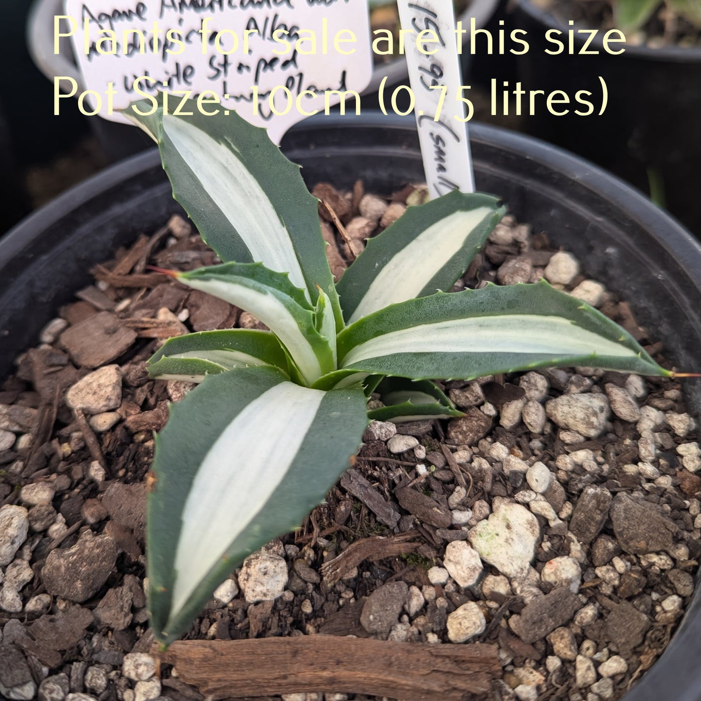 Agave Americana var. Mediopicta Alba | White-Striped Century Plant