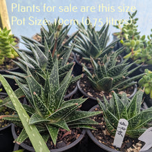 Load image into Gallery viewer, Aloe Flow