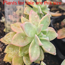 Load image into Gallery viewer, Graptopetalum Tricolor