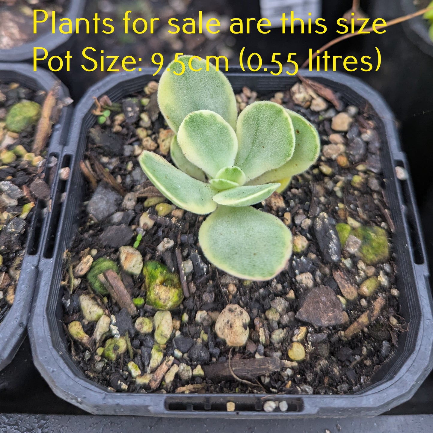 Crassula Money Maker f. Variegata