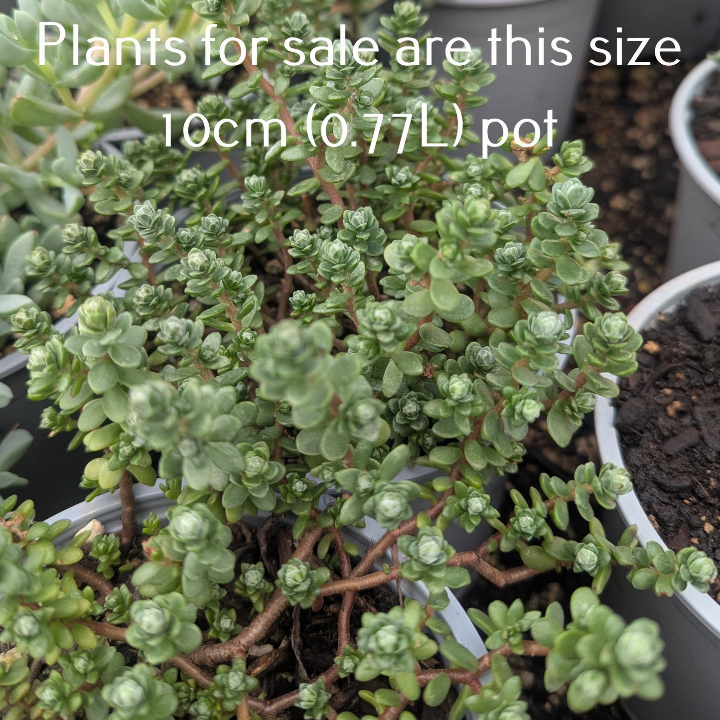 Sedum Oaxacanum