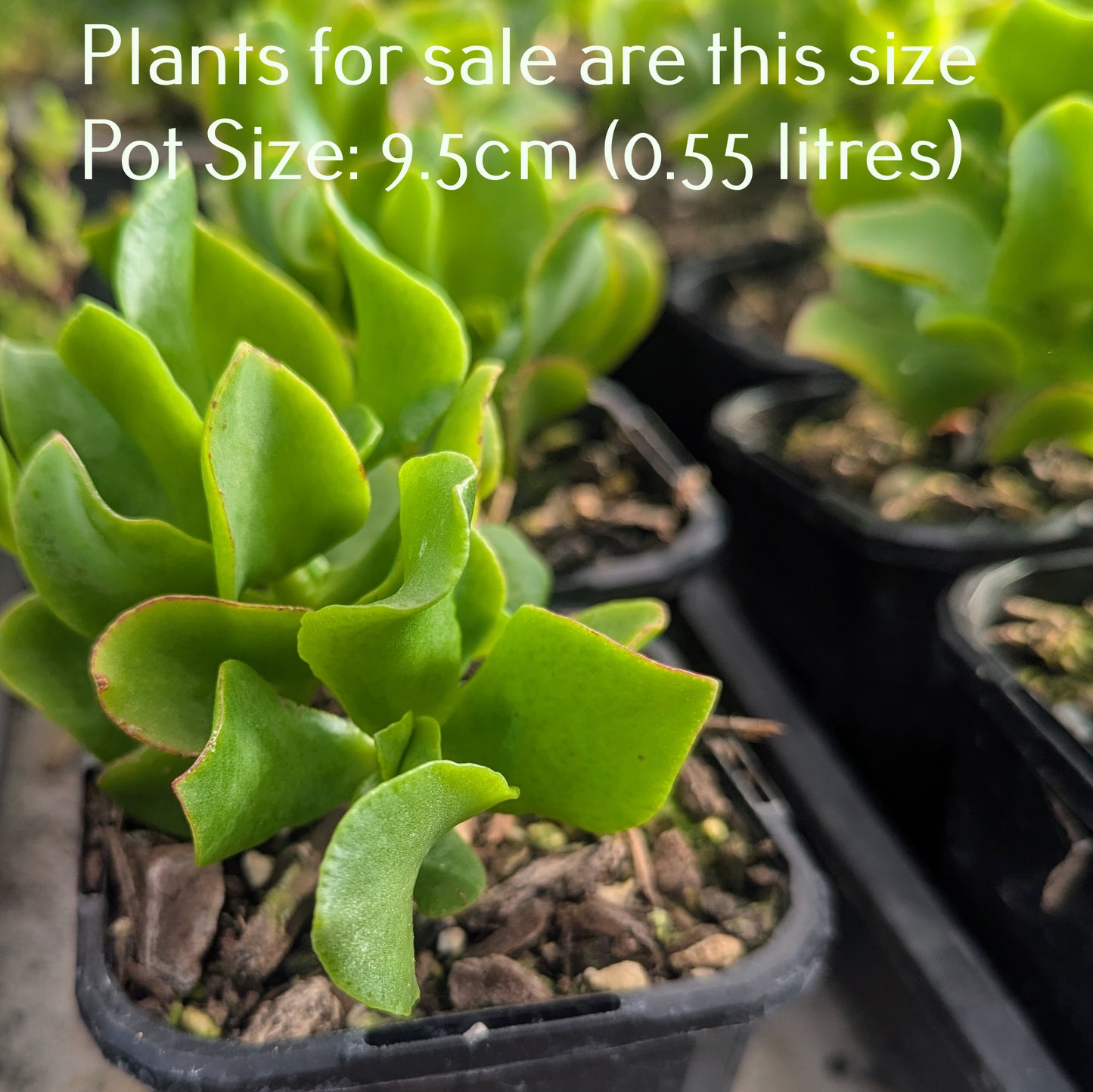 Crassula Arborescens Undulatifolia | Ripple Jade