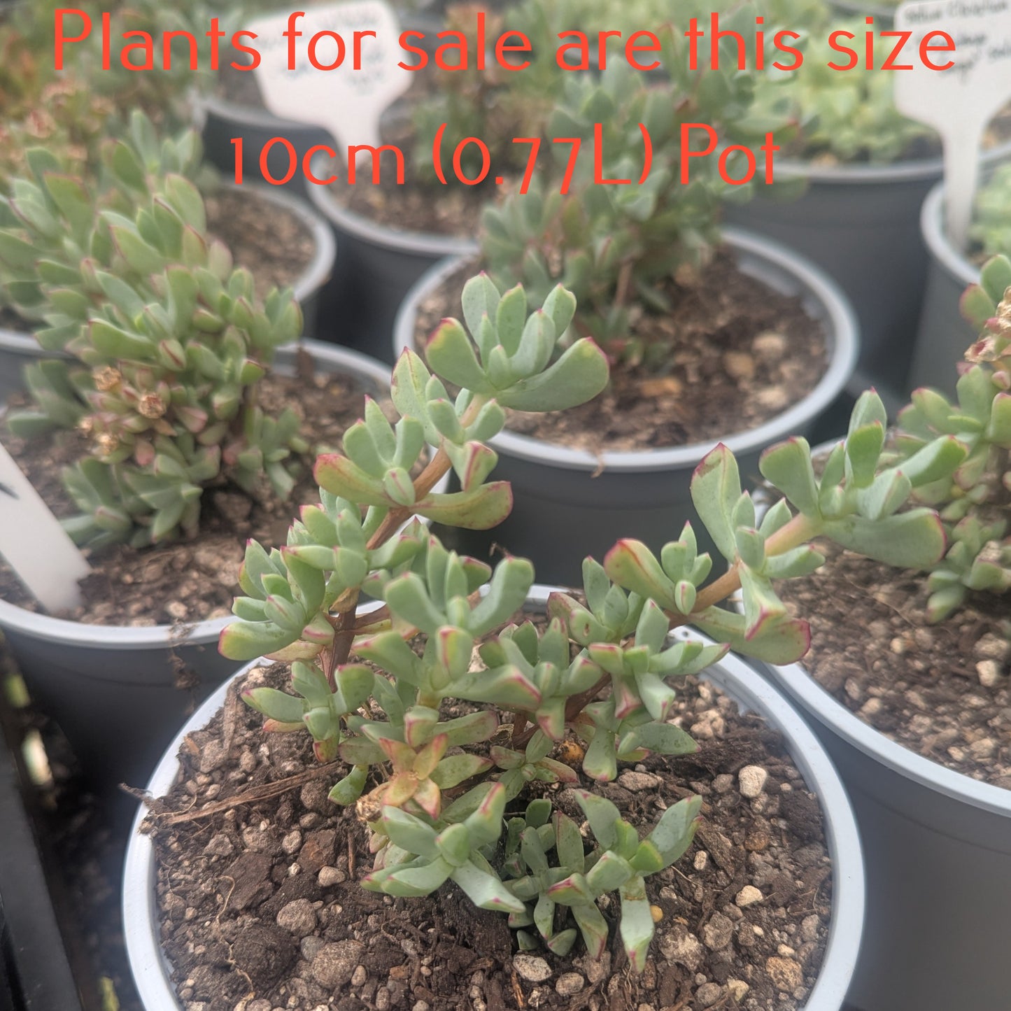 Oscularia Deltoides | Tooth-leaf Rock Vygie