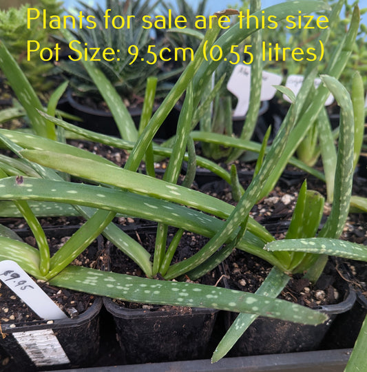 Aloe Vera | Aloe Barbadensis Miller
