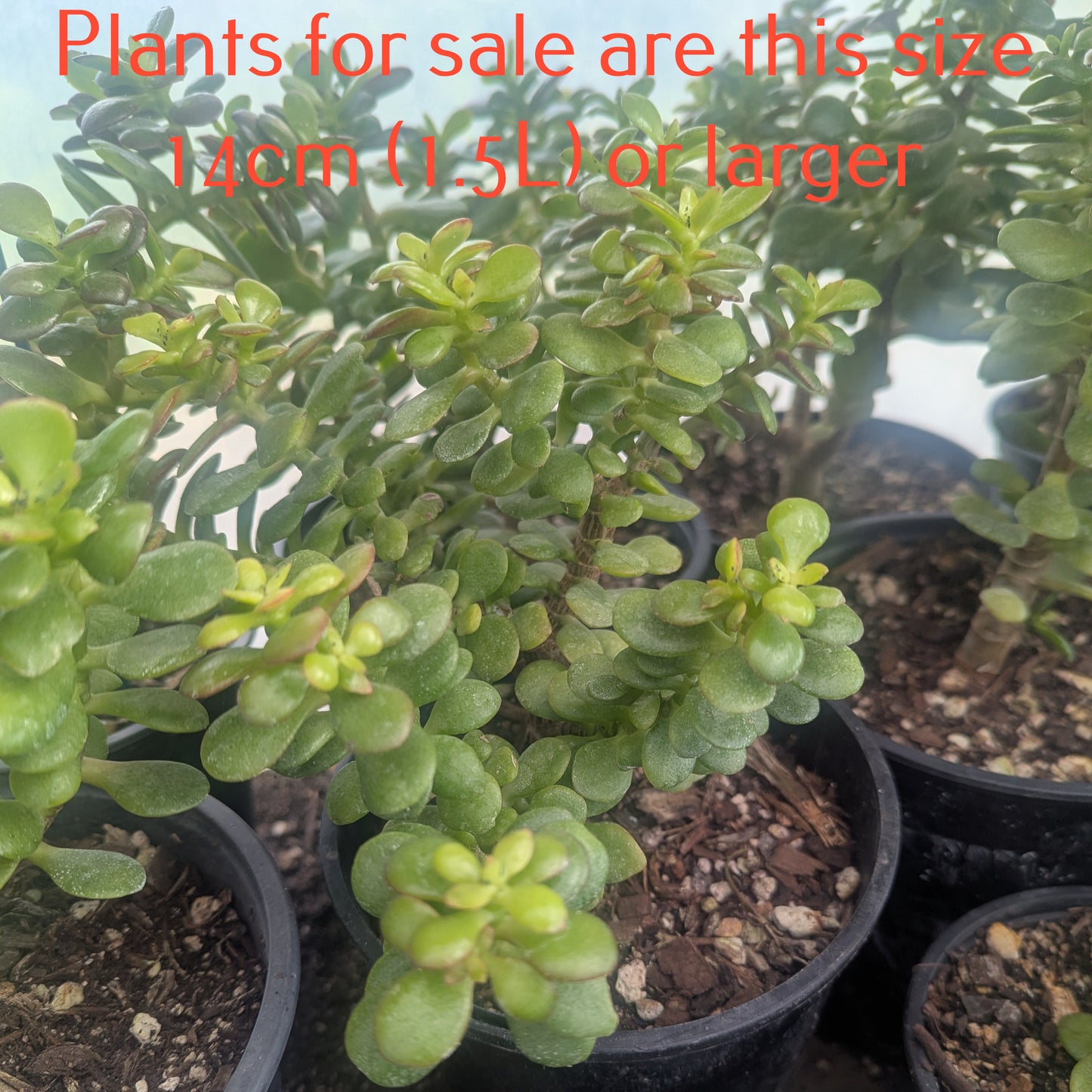 Crassula Ovata Botany Bay