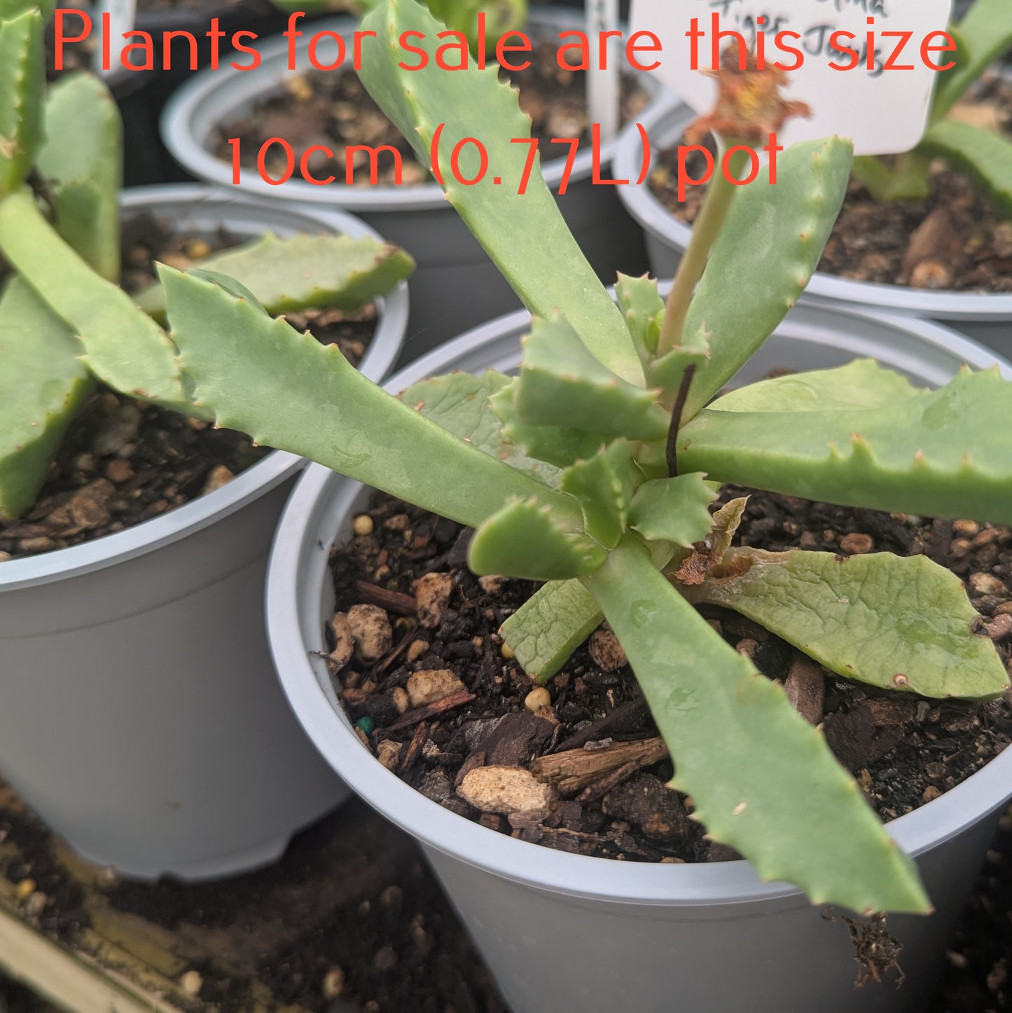 Faucaria Felina | Tiger Jaws