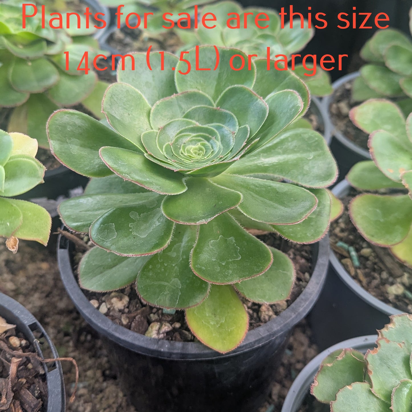 Aeonium Undulatum | Stalked Aeonium