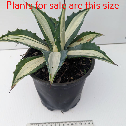 Agave Americana var. Mediopicta Alba | White-Striped Century Plant