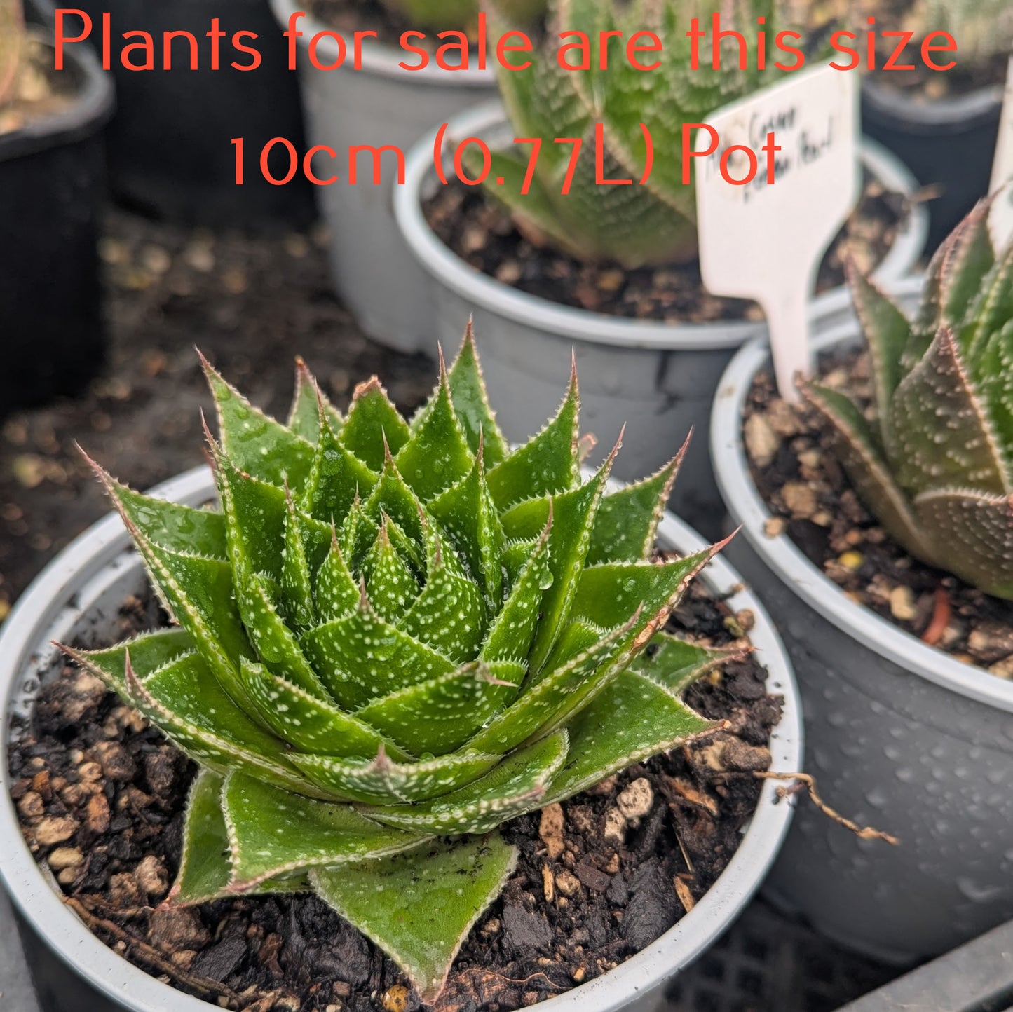 Aloe Cosmo | Green Pearl