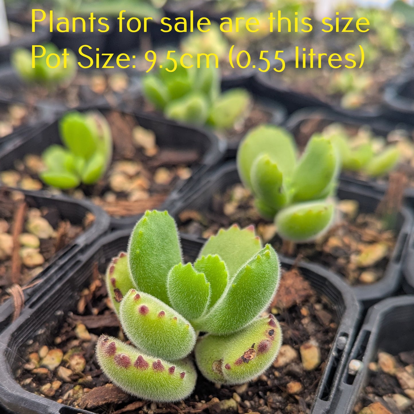 Cotyledon Tormentosa | Bear's Paw