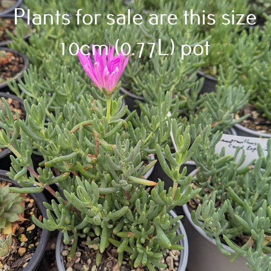 Lampranthus Coral Explosion