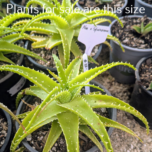 Aloe x Spinosissima
