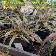 Load image into Gallery viewer, Dyckia Burgundy Ice