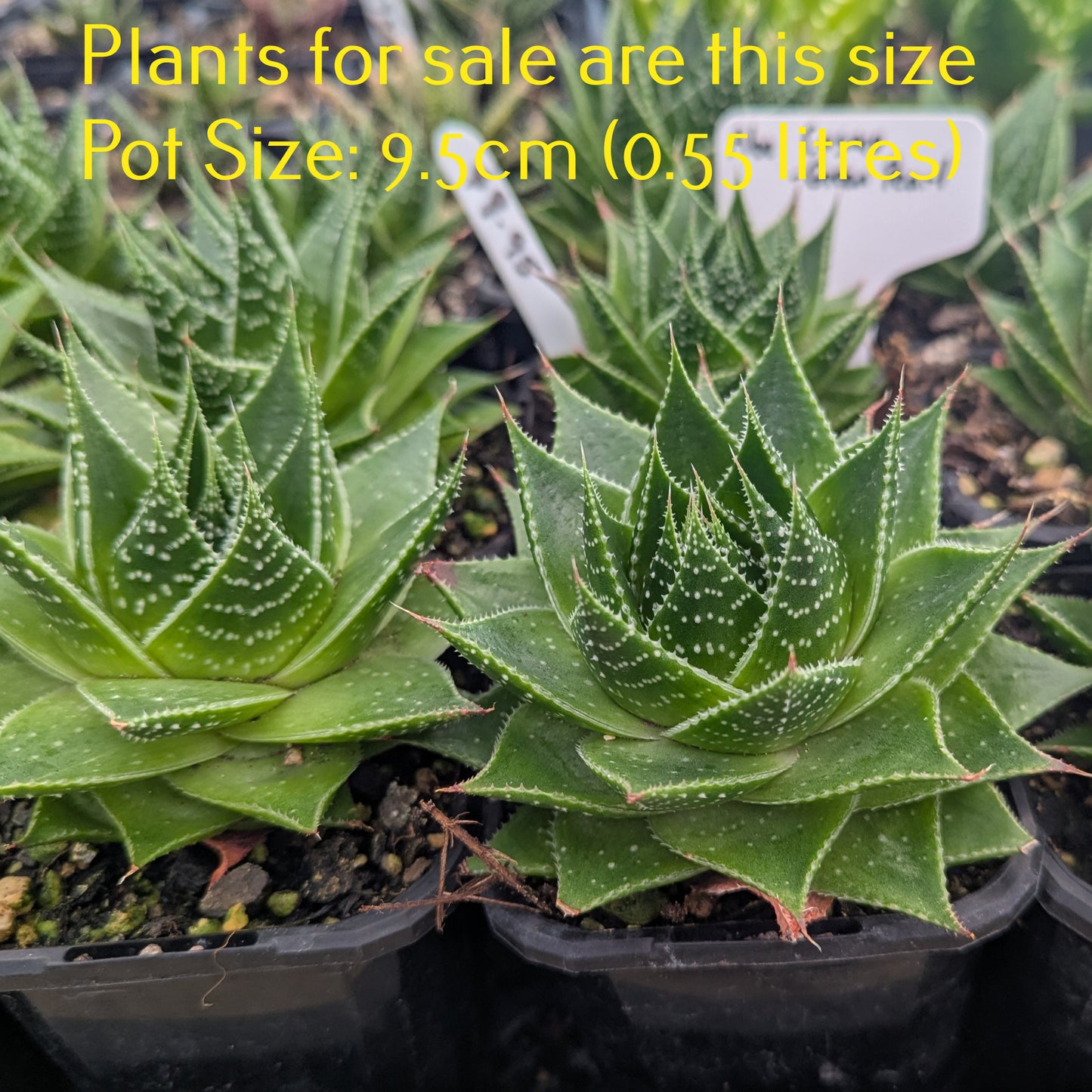 Aloe Cosmo | Green Pearl