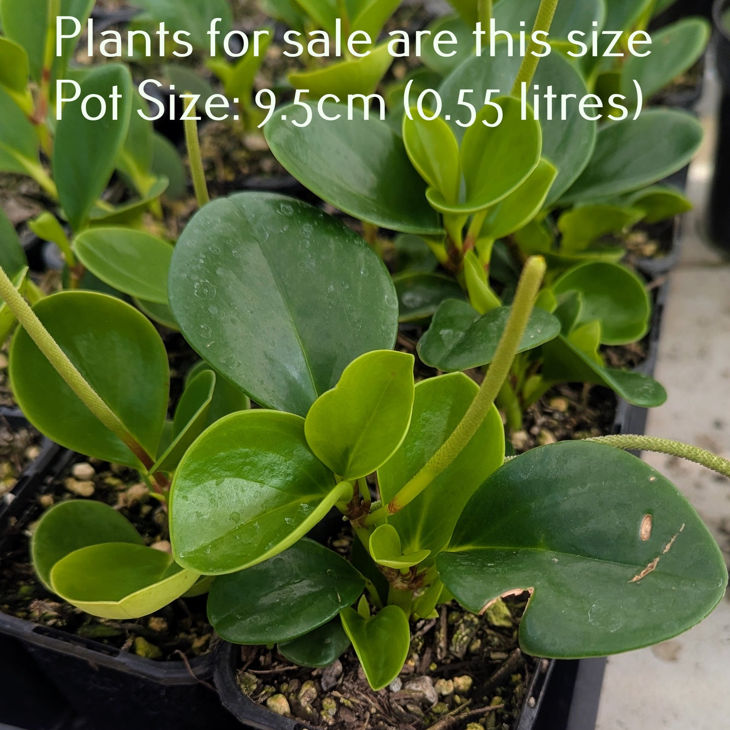 Peperomia Obtusifolia | Baby Rubber Plant