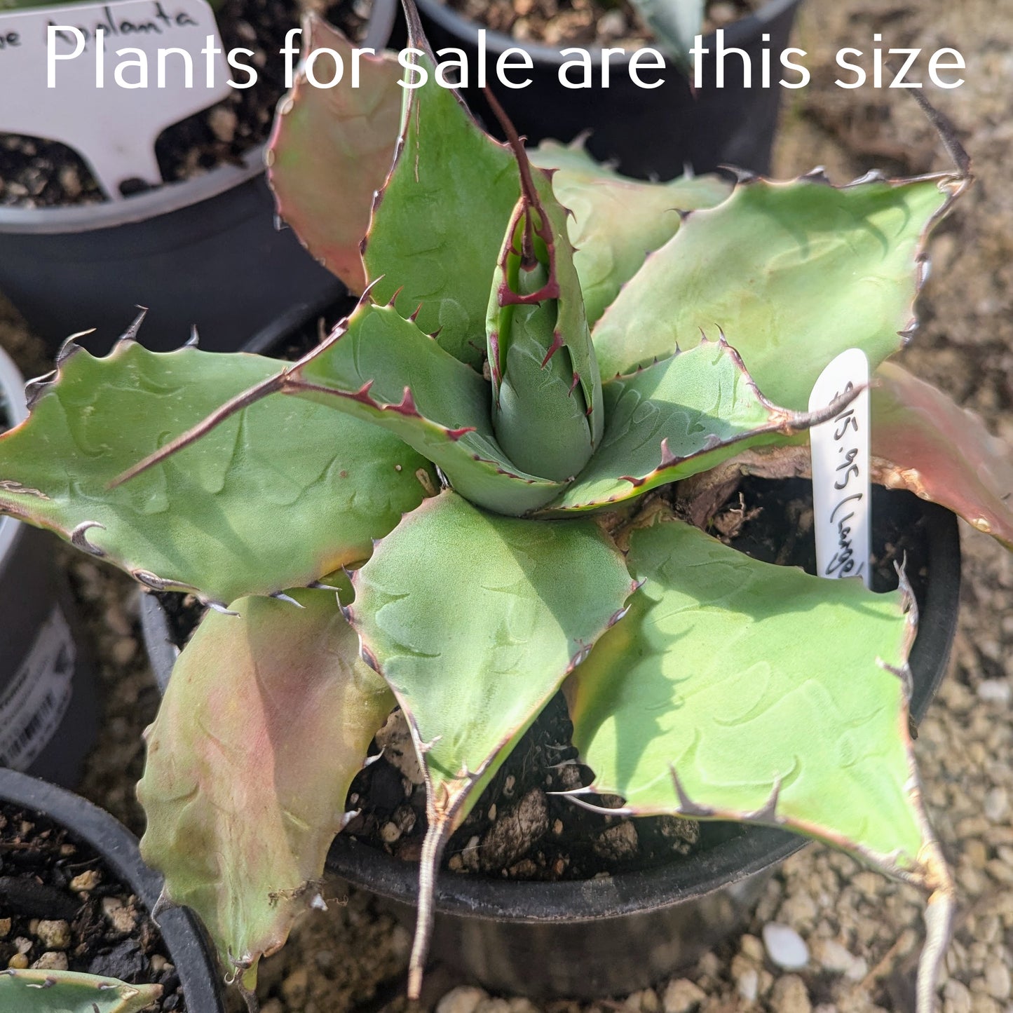 Agave Applanta | Gray Agave