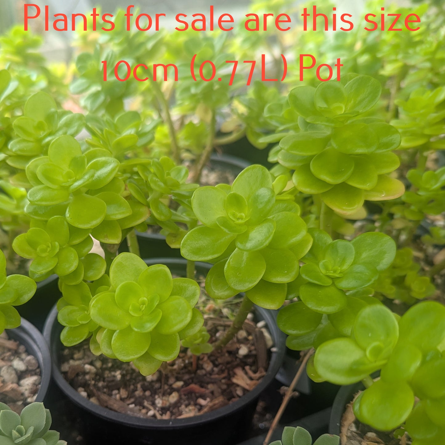 Sedum Confusum