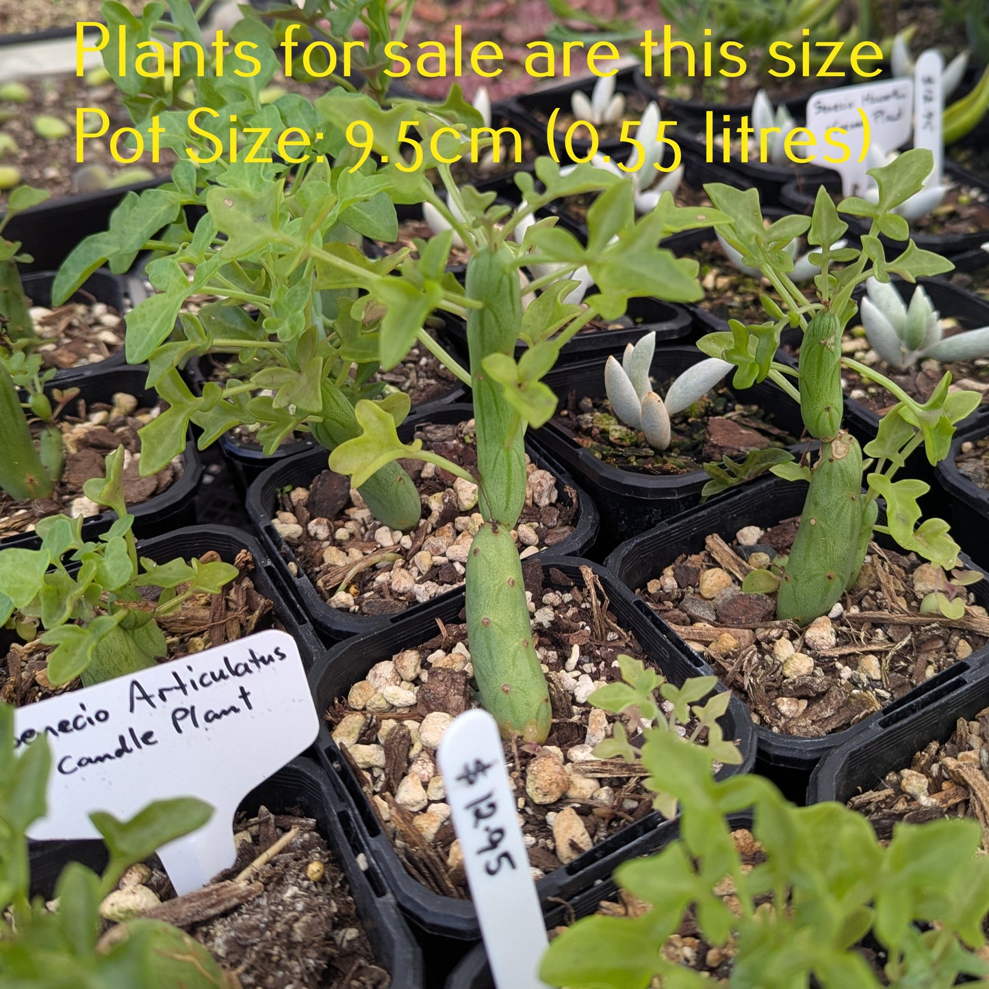 Senecio Articulatus | Candle Plant