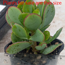 Load image into Gallery viewer, Crassula Arborescens | Blue Bird