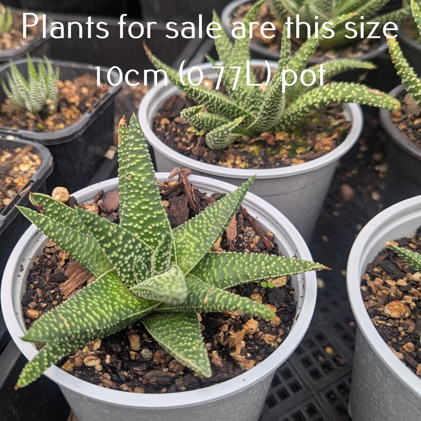 Haworthia Tulista Kingiana | Haworthia Zenigata