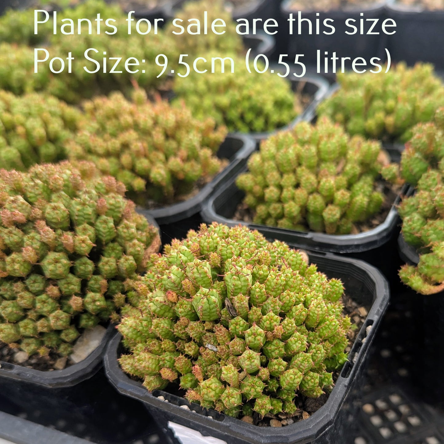 Euphorbia Mammillaris Monstrose