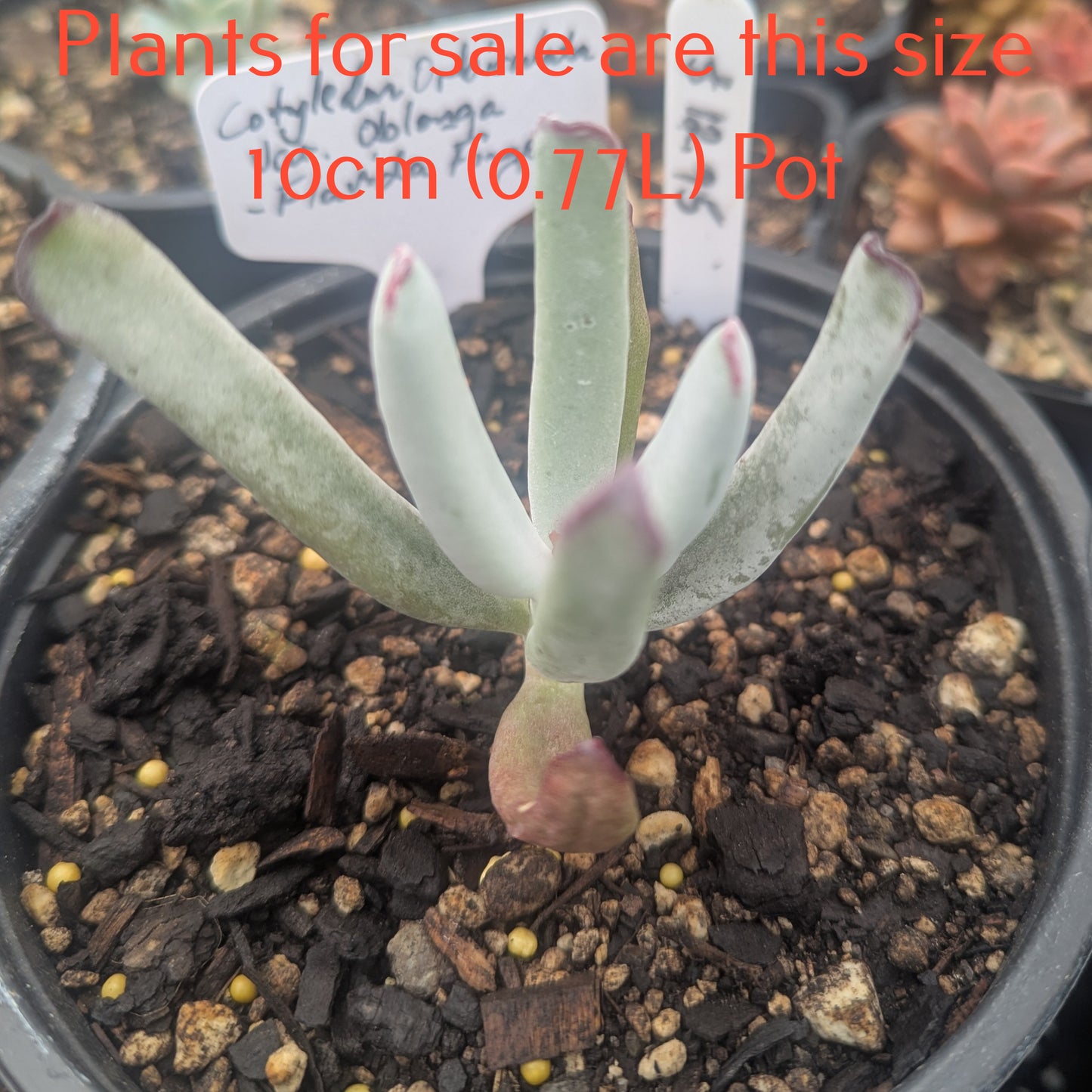 Cotyledon Orbiculata var. Oblonga | Flavida Fingers