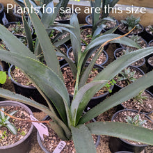 Load image into Gallery viewer, Agave Blue Weber