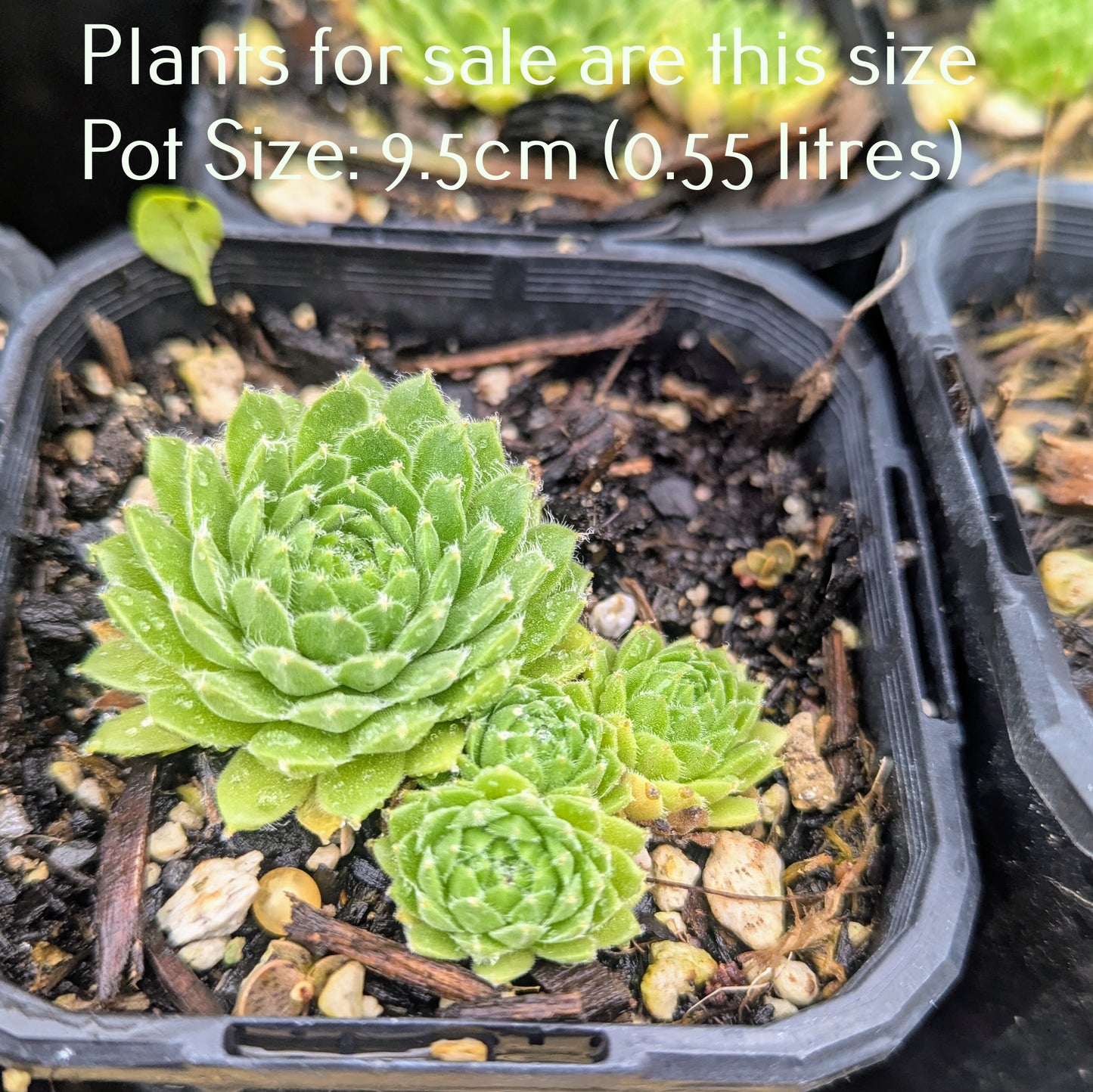 Sempervivum Atlanticum | Hen and Chicks