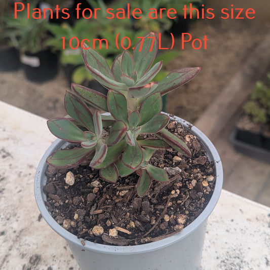 Echeveria Nodulosa | Painted Echeveria