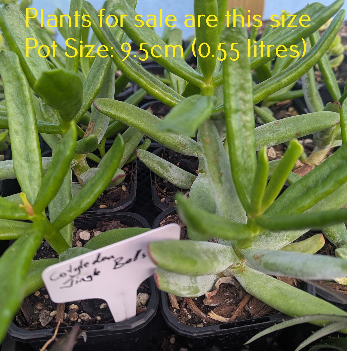 Cotyledon Jingle Bells