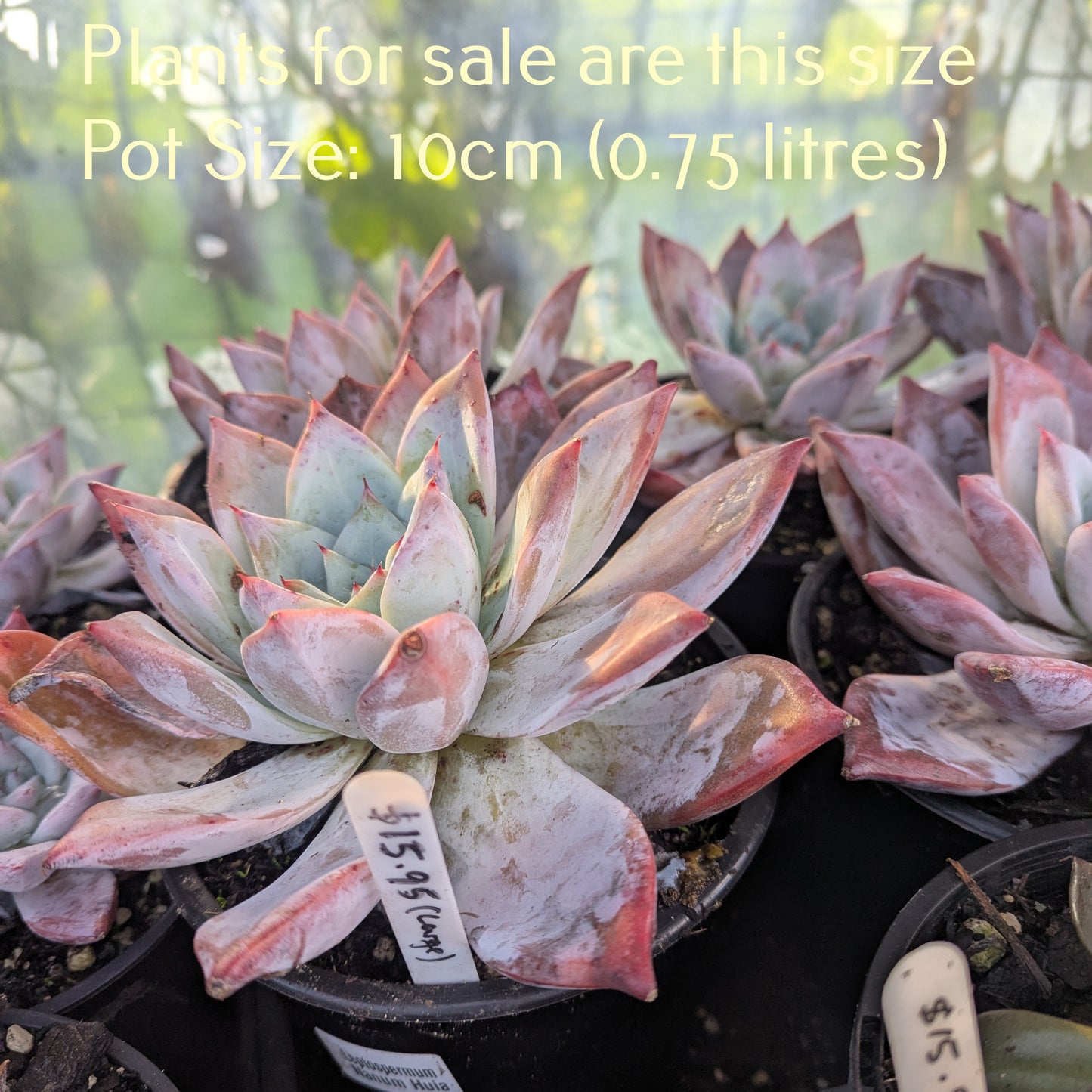 Echeveria Colorata | Mexican Giant