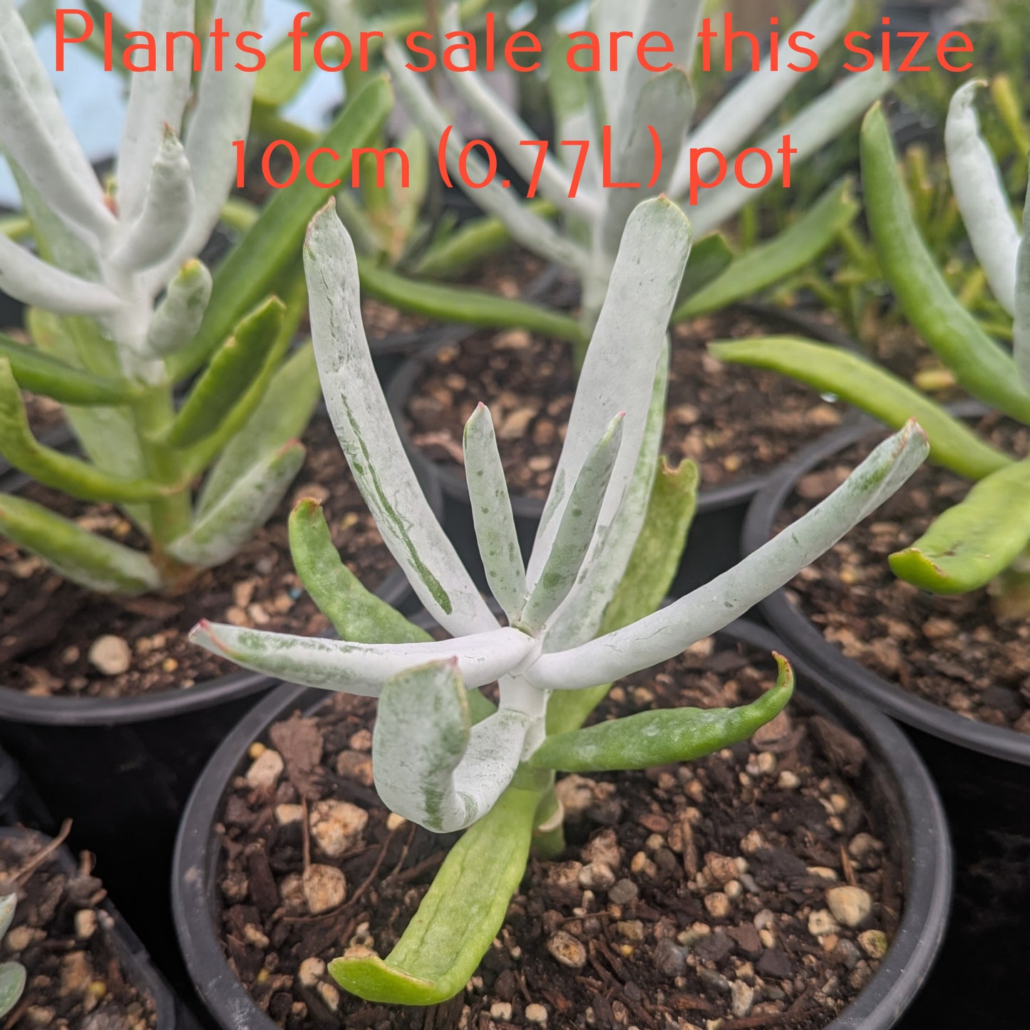 Cotyledon Jingle Bells