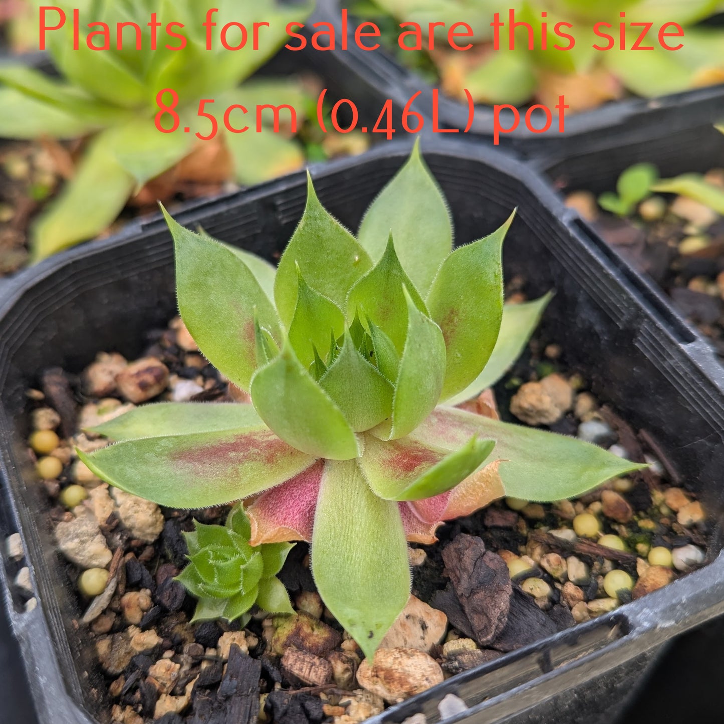 Sempervivum Butterpat