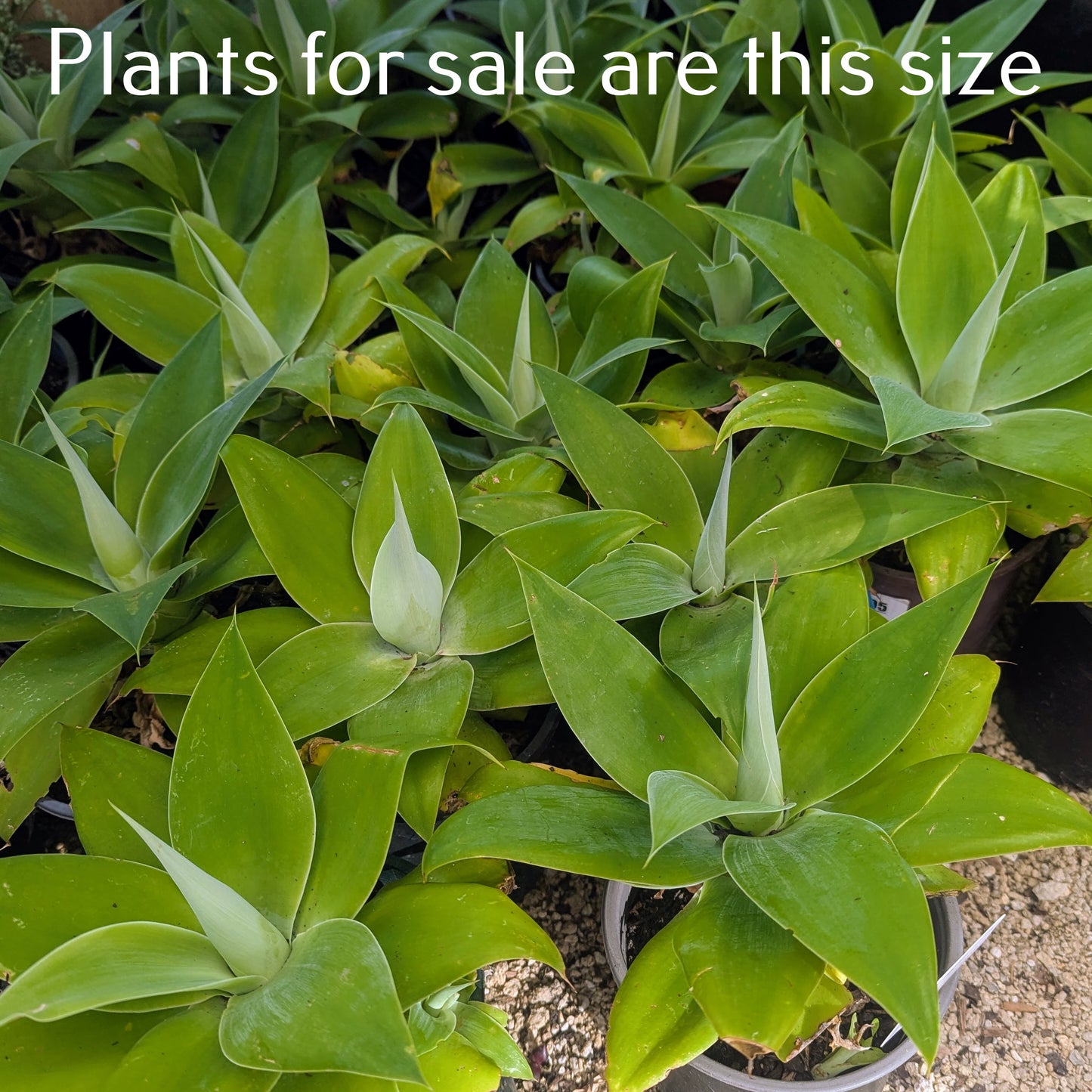 Agave Attenuata | Fox Tail Agave